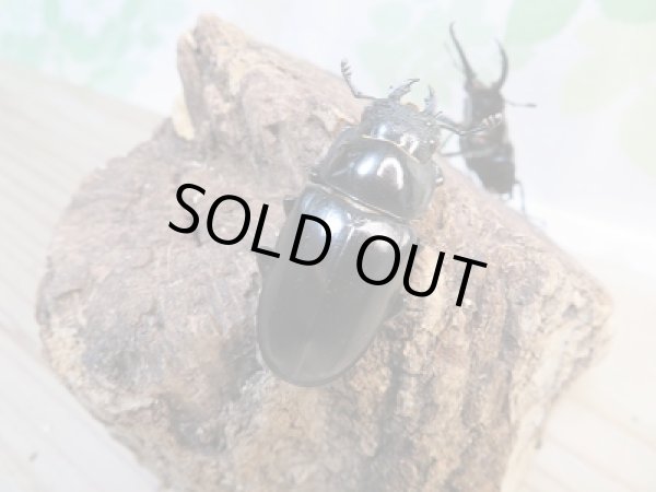 画像4: ☆くろねこチャンネルより入荷個体☆ギラファノコギリクワガタクワガタ(亜種ティモレンシス)♂53ミリ♀40ミリペア販売!更にプレゼント付き! (4)