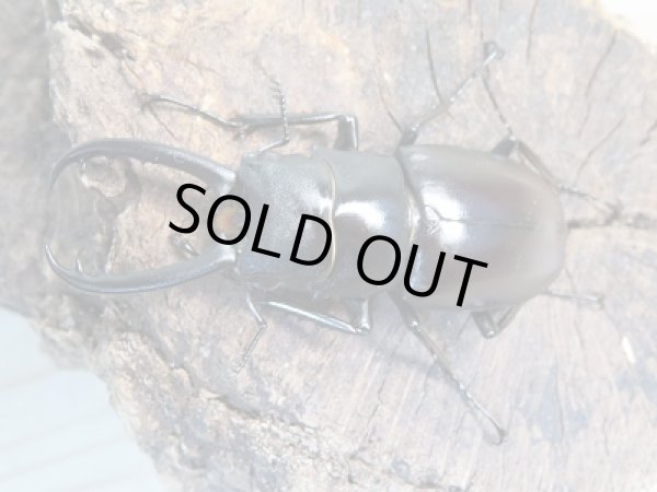 画像2: ☆くろねこチャンネルより入荷個体☆ギラファノコギリクワガタクワガタ（亜種ティモレンシス）♂57ミリ♀41ミリペア販売！更にプレゼント付き！ (2)