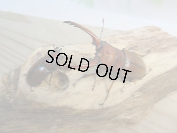 画像5: 新成虫☆CH産☆アスタコイデスノコギリクワガタ（亜種ミズヌマイ）♂60ミリ♀フリーサイズペア販売！！ (5)