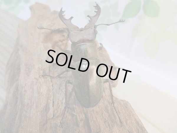 画像3: 新成虫☆WF1☆国産ミヤマクワガタ♂56ミリ♀37.5ミリ+♀37.5ミリ計3頭トリオ販売!! (3)