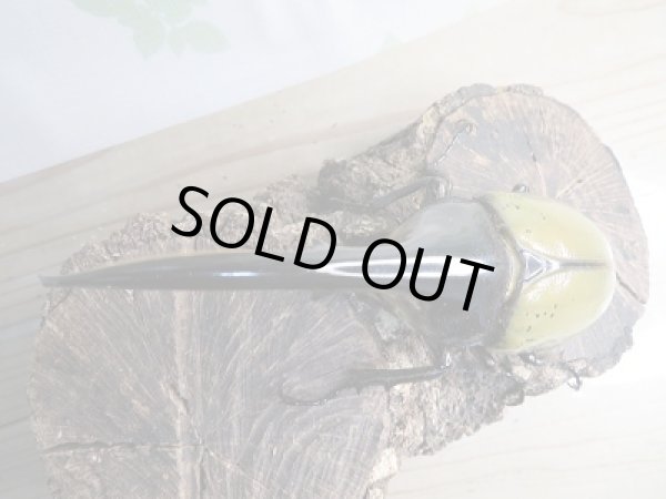 画像2: ☆新成虫☆D.H.ヘラクレス♂137ミリ♀61ミリ別血統ペア販売!! (2)