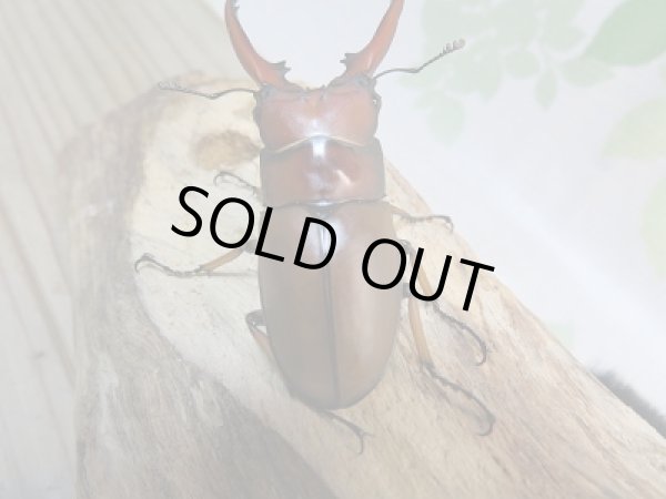 画像3: 新成虫☆CH産☆アスタコイデスノコギリクワガタ（亜種ミズヌマイ）♂60ミリ♀フリーサイズペア販売！！ (3)