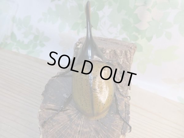 画像3: ☆新成虫☆D.H.リッキー♂144ミリ♀69ミリ別血統ペア販売!! (3)