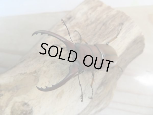 画像2: 新成虫☆CH産☆アスタコイデスノコギリクワガタ(亜種ミズヌマイ)♂52ミリ♀フリーサイズペア販売!! (2)