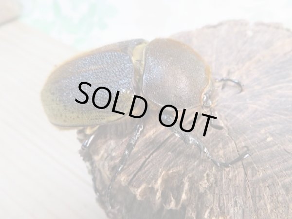 画像4: ☆新成虫☆D.H.ヘラクレス♂137ミリ♀61ミリ別血統ペア販売!! (4)