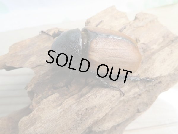 画像4: 新成虫☆F2☆ゴホンツノカブト(亜種プランディ)♂-A´54ミリ♀フリーサイズペア販売!! (4)