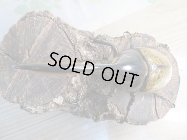 画像2: ☆新成虫☆D.H.リッキー♂144ミリ♀69ミリ別血統ペア販売!! (2)