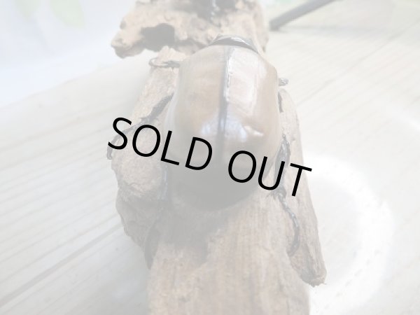 画像3: 新成虫☆F2☆ゴホンツノカブト(亜種プランディ)♂-A´54ミリ♀フリーサイズペア販売!! (3)