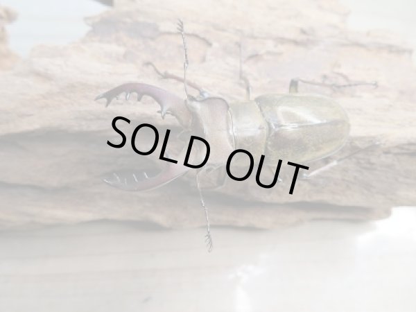 画像2: 新成虫☆WF1☆国産ミヤマクワガタ♂56ミリ♀37.5ミリ+♀37.5ミリ計3頭トリオ販売!! (2)