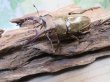 画像1: 新成虫☆WF1☆国産ミヤマクワガタ♂56ミリ♀37.5ミリ＋♀37.5ミリ計3頭トリオ販売！！ (1)