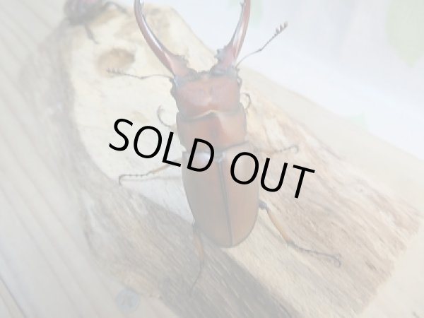 画像3: 新成虫☆CH産☆アスタコイデスノコギリクワガタ(亜種ミズヌマイ)♂52ミリ♀フリーサイズペア販売!! (3)