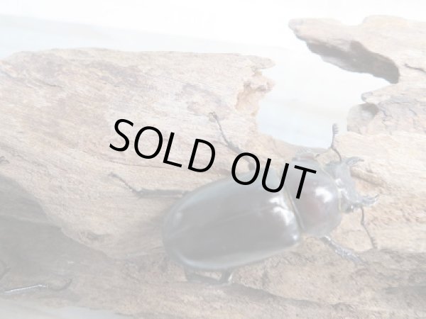 画像4: 新成虫☆WF1☆国産ミヤマクワガタ♂56ミリ♀37.5ミリ+♀37.5ミリ計3頭トリオ販売!! (4)