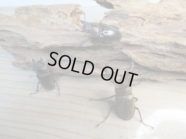 画像5: 新成虫☆WF1☆国産ミヤマクワガタ♂56ミリ♀37.5ミリ+♀37.5ミリ計3頭トリオ販売!! (5)