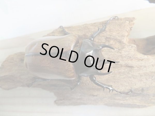 画像2: 新成虫☆F2☆ゴホンツノカブト(亜種プランディ)♂-A´54ミリ♀フリーサイズペア販売!! (2)