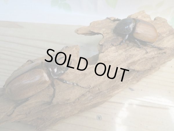 画像5: 新成虫☆F2☆ゴホンツノカブト(亜種プランディ)♂-A´54ミリ♀フリーサイズペア販売!! (5)