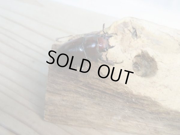 画像4: 新成虫☆CH産☆アスタコイデスノコギリクワガタ(亜種ミズヌマイ)♂52ミリ♀フリーサイズペア販売!! (4)