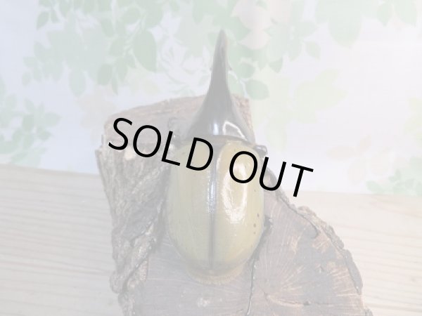 画像3: ☆新成虫☆D.H.ヘラクレス♂137ミリ♀61ミリ別血統ペア販売!! (3)