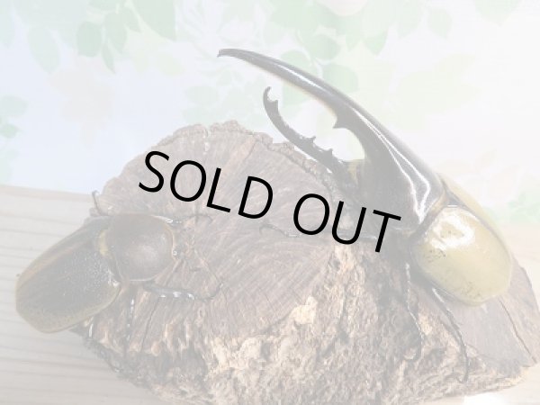 画像5: ☆新成虫☆D.H.ヘラクレス♂137ミリ♀61ミリ別血統ペア販売!! (5)