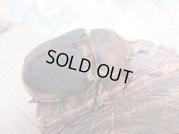 画像4: ☆新成虫☆D.H.リッキー♂144ミリ♀69ミリ別血統ペア販売!! (4)