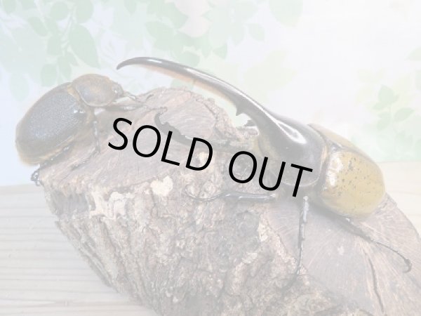 画像5: ☆新成虫☆D.H.リッキー♂144ミリ♀69ミリ別血統ペア販売!! (5)