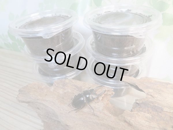 画像3: ☆WF2☆ビシグナートゥスコクワガタ初二幼虫3頭セット(今だけ1頭プレゼント)計4頭販売!! (3)