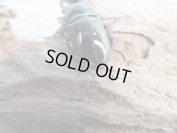 画像2: ☆WF2☆ビシグナートゥスコクワガタ初二幼虫3頭セット(今だけ1頭プレゼント)計4頭販売!! (2)