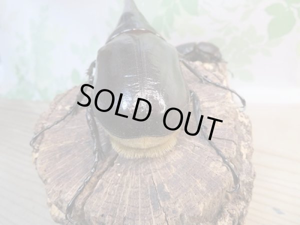 画像3: ☆新成虫☆D.H.ヘラクレス♂142ミリ♀64ミリ別血統ペア販売!! (3)