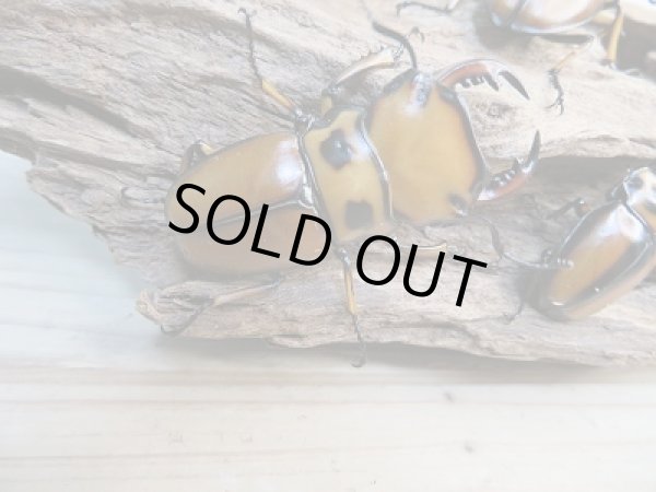 画像3: 新成虫！F6☆コンゴ産☆メンガタメリークワガタ♂44ミリ〜45ミリ♀フリーサイズペア販売！！ (3)