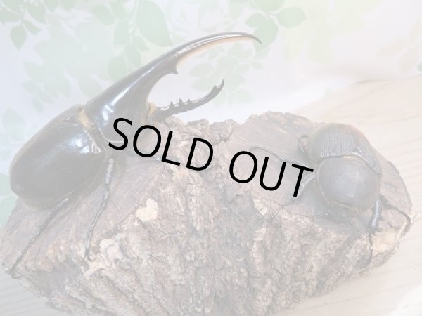 画像5: ☆新成虫☆D.H.ヘラクレス♂142ミリ♀64ミリ別血統ペア販売!! (5)