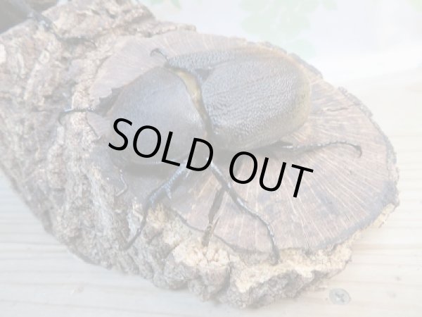 画像4: ☆新成虫☆D.H.ヘラクレス♂142ミリ♀64ミリ別血統ペア販売!! (4)