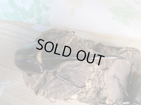 画像2: ☆新成虫☆D.H.ヘラクレス♂142ミリ♀64ミリ別血統ペア販売!! (2)