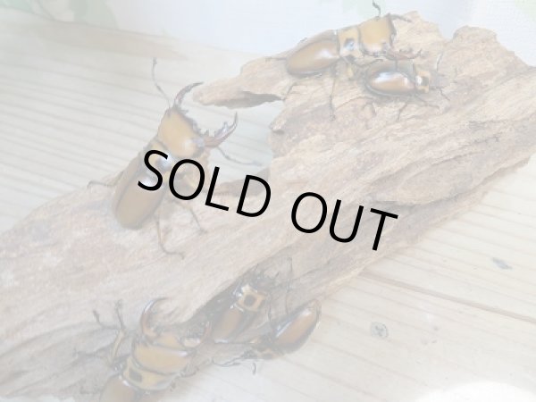 画像4: 新成虫！F6☆コンゴ産☆メンガタメリークワガタ♂44ミリ〜45ミリ♀フリーサイズペア販売！！ (4)