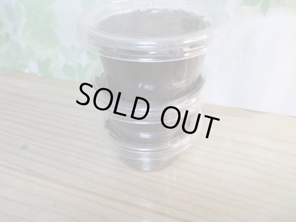 画像2: 希少レア種!!F5☆デレリクトゥスコクワガタ初二令幼虫3頭3セット販売!! (2)