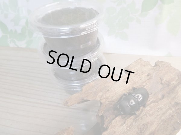 画像3: 希少レア種!!F5☆デレリクトゥスコクワガタ初二令幼虫3頭3セット販売!! (3)