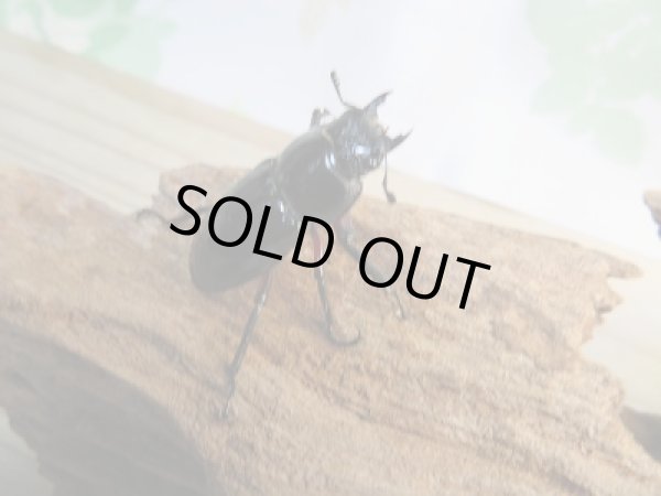 画像4: 新成虫☆WF1☆中国クロツヤシカクワガタ♂52ミリ♀34ミリペア販売！！ (4)