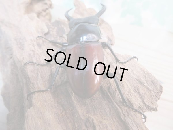 画像3: ☆新成虫☆アローコクワガタ（亜種リエン）♂67ミリ♀40ミリペア販売！！ (3)