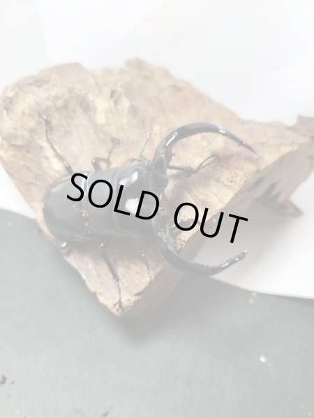 画像2: 新成虫☆Dibang Valley産☆ウエストウッディ オオシカクワガタ♂ーA´89.6ミリ♀48ミリペア販売!! (2)