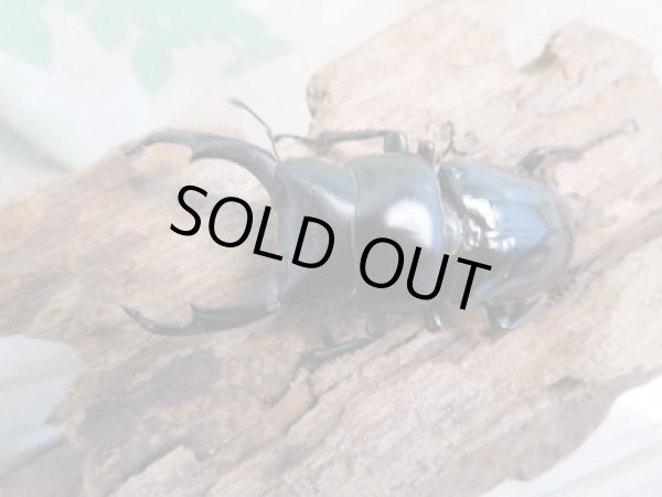 画像2: 人気種!ネパレンシスコクワ♂60ミリ♀40ミリ別血統ペア販売!! (2)