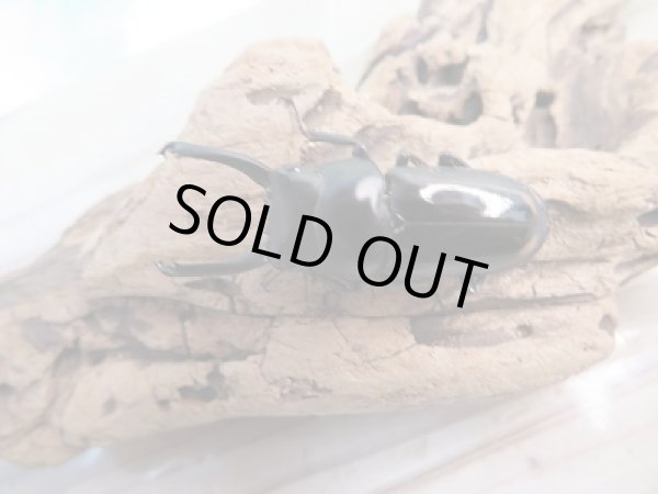 画像2: ☆F5☆ヒマラヤコクワガタ初二令幼虫3頭セット販売!! (2)