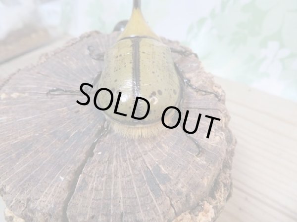 画像3: 新成虫☆ヒルスシロカブト♂72ミリ♀49ミリペア販売!! (3)