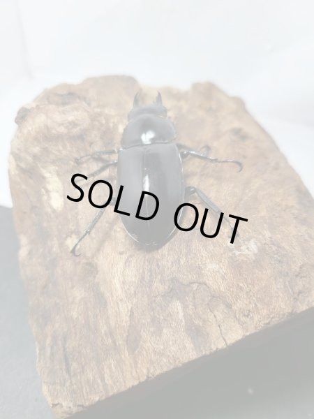 画像6: 新成虫☆Dibang Valley産☆ウエストウッディ オオシカクワガタ♂ーA´89.6ミリ♀48ミリペア販売!! (6)