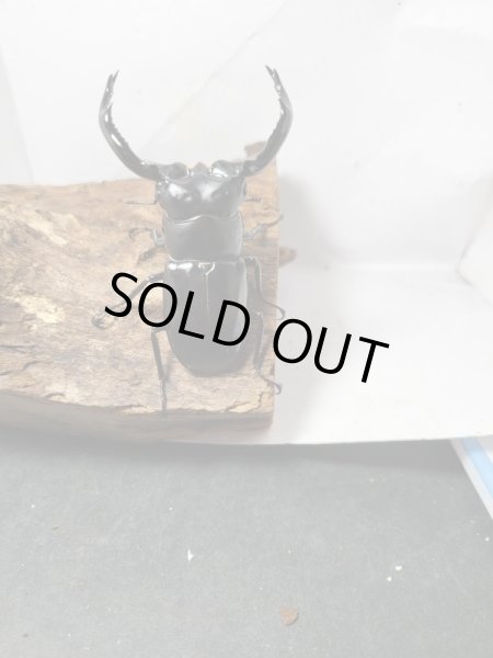 画像3: 新成虫☆Dibang Valley産☆ウエストウッディ オオシカクワガタ♂80ミリ♀47ミリペア販売！！ (3)