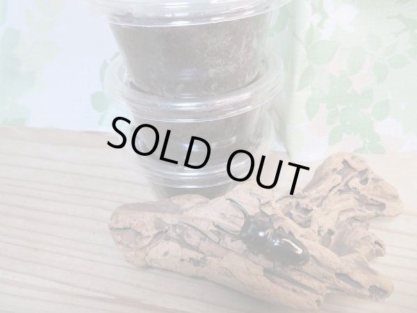 画像3: ☆F5☆ヒマラヤコクワガタ初二令幼虫3頭セット販売!! (3)