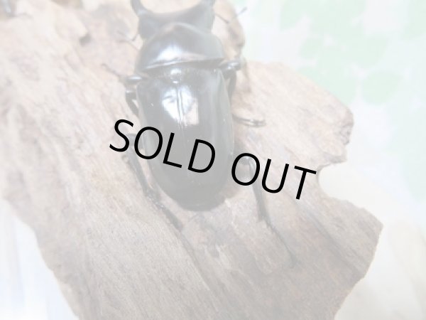 画像3: 人気種!ネパレンシスコクワ♂60ミリ♀40ミリ別血統ペア販売!! (3)