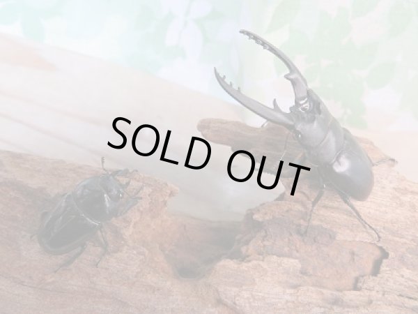 画像5: 人気種！！新成虫☆レニノコギリクワガタ（♂レッド・ブラックタイプ♀紋入り）♂55ミリ♀フリーサイズ別血統ペア販売！！ (5)