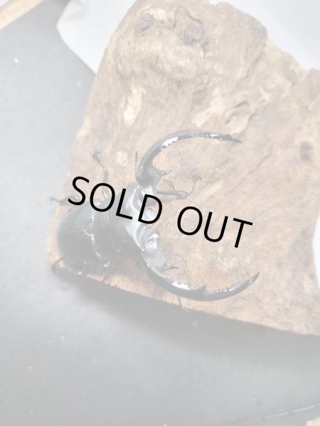 画像2: 新成虫☆Dibang Valley産☆ウエストウッディ オオシカクワガタ♂80ミリ♀47ミリペア販売！！ (2)