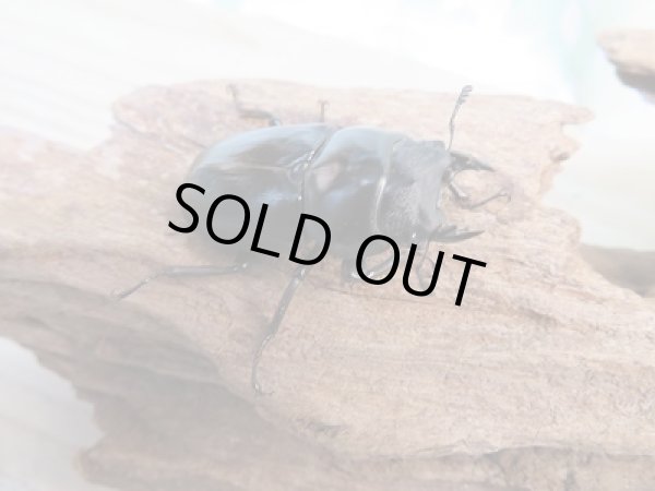 画像4: 人気種!ネパレンシスコクワ♂60ミリ♀40ミリ別血統ペア販売!! (4)