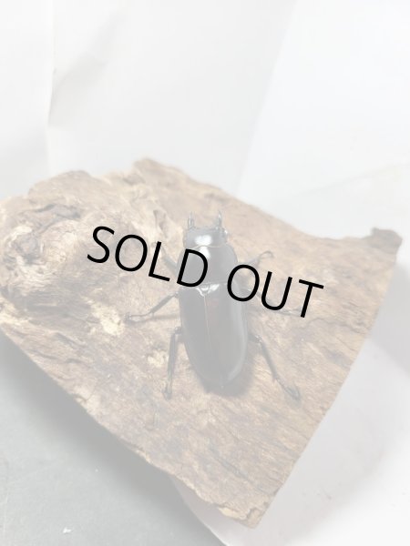 画像6: 新成虫☆Dibang Valley産☆ウエストウッディ オオシカクワガタ♂80ミリ♀47ミリペア販売！！ (6)