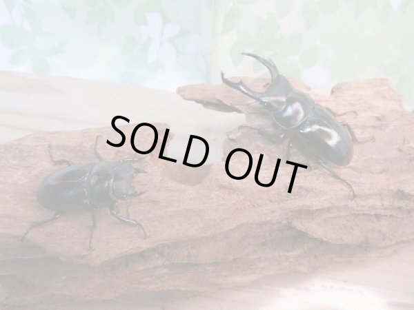 画像5: 人気種!ネパレンシスコクワ♂60ミリ♀40ミリ別血統ペア販売!! (5)