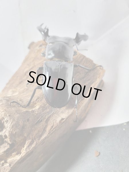 画像3: 新成虫☆Dibang Valley産☆ウエストウッディ オオシカクワガタ♂ーA´89.6ミリ♀48ミリペア販売!! (3)